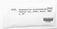 Neofabraea alba image